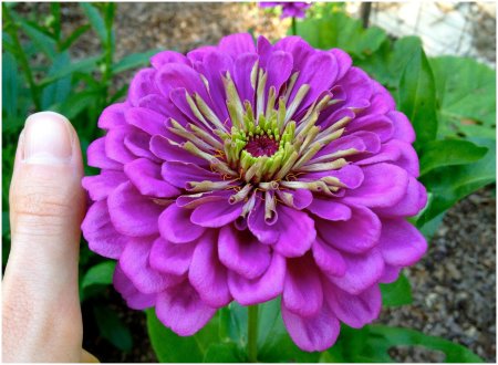 Цинния Лавендер