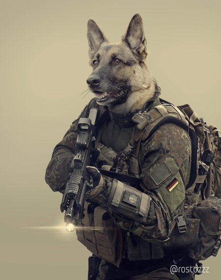 Военный пес мэм