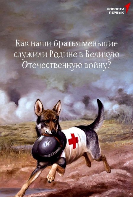 Собака санитар на войне 2 мировой