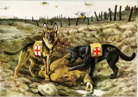 Собаки-санитары в Великой Отечественной войне