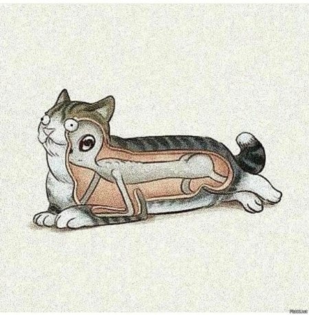 Инопланетянин в коте