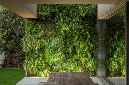 Фитостена плющ