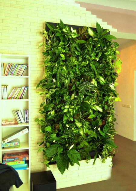 Плющ сциндапсус