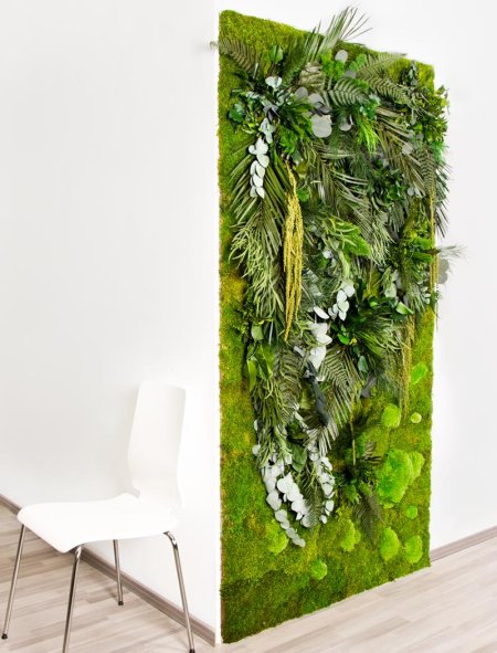 Фитостена плющ