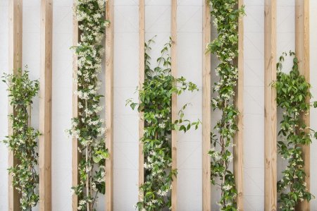 Фитостена плющ