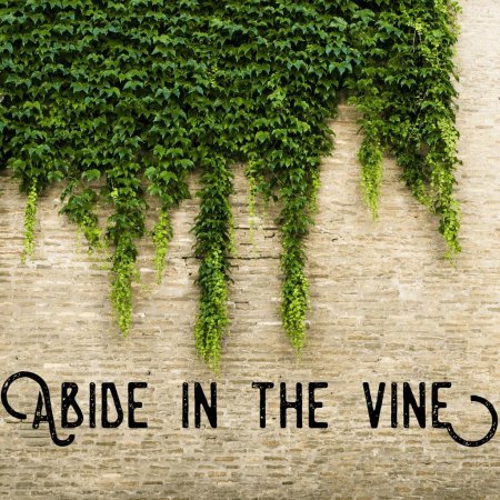 Фитостена плющ