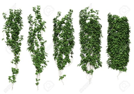 Плющ Хиберника