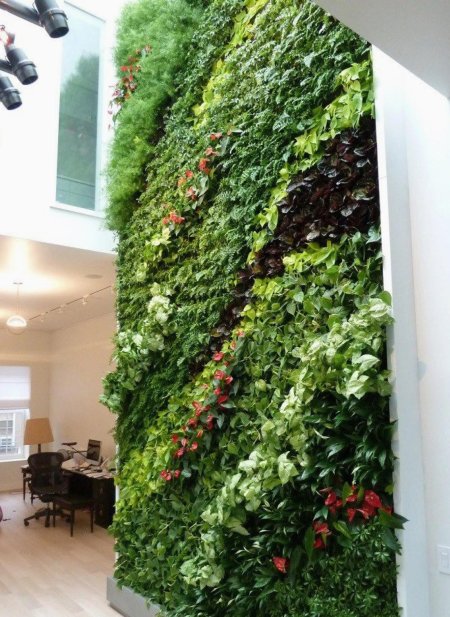 Фитостена Эпипремнум