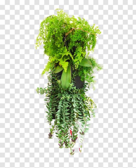 Свисающие растения