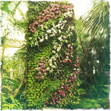 Вертикальное Озеленение