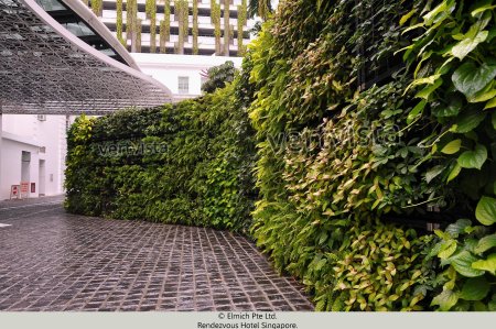 Вертикальное Озеленение