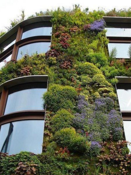 Лиана Грин вертикальное Озеленение
