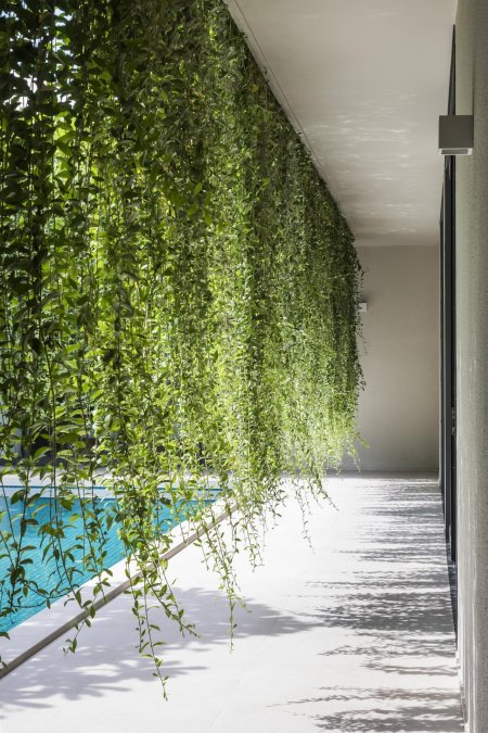 Фитостена плющ