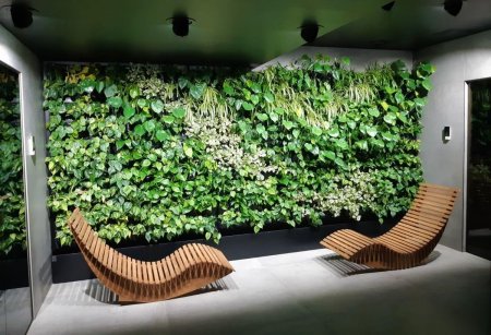 Фитостена плющ