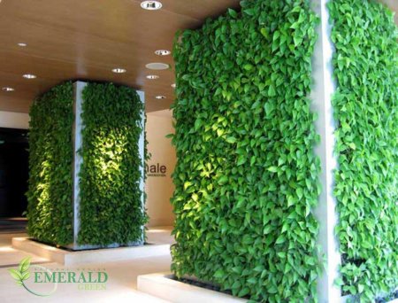 Сциндапсус фитостена