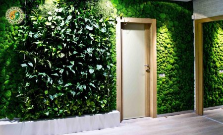 Лиана Грин вертикальное Озеленение