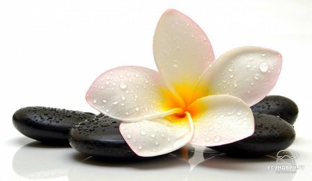 Плюмерия Франжипани