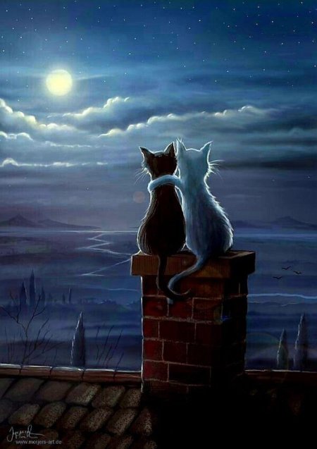 Кошки на крыше