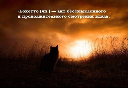 Одинокая кошка