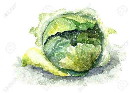 Капуста акварелью