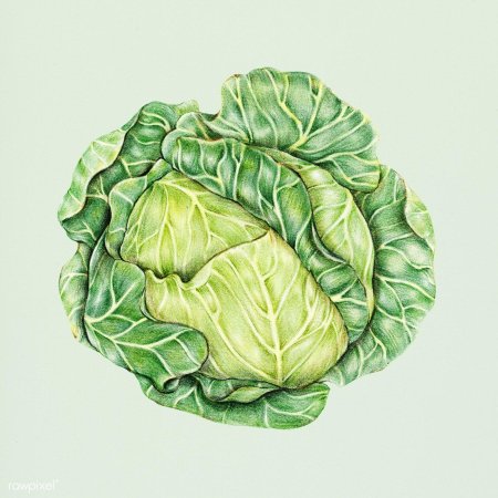 Савойская капуста рисунок