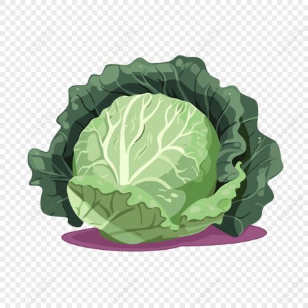 Капуста в разрезе