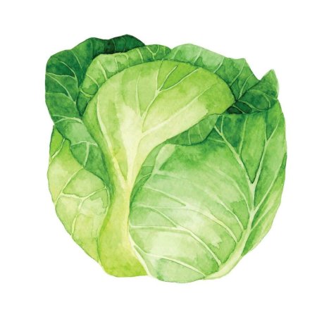 Капуста Огородная рисунок