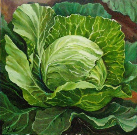 Этюд капусты
