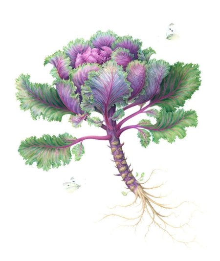 Brassica oleracea ботаника