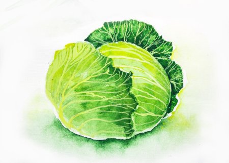 Кочан капусты рисунок для детей
