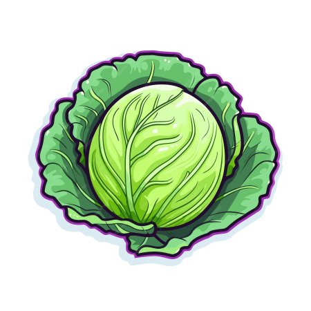 Капуста Огородная рисунок