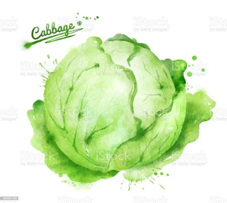 Капуста акварелью