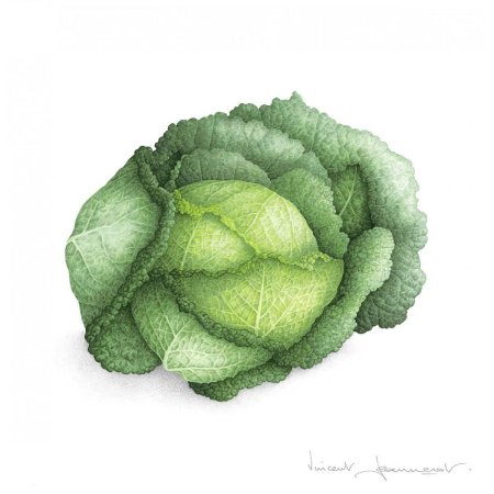 Винсент Женнеро Ботаническая акварель