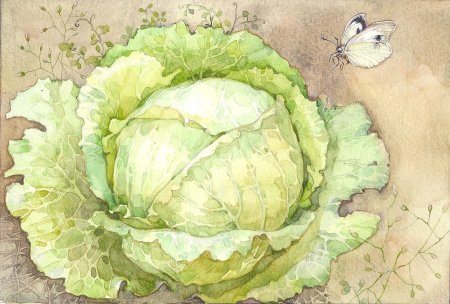 Капуста акварелью