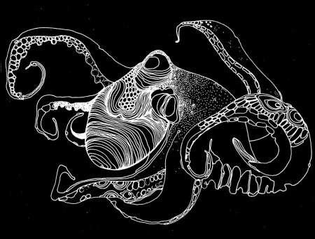 Осьминог на черном фоне
