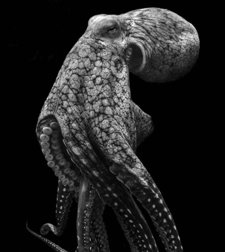 Черный осьминог