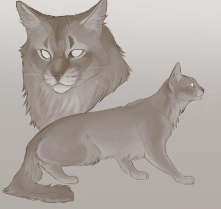 Коты Воители референс