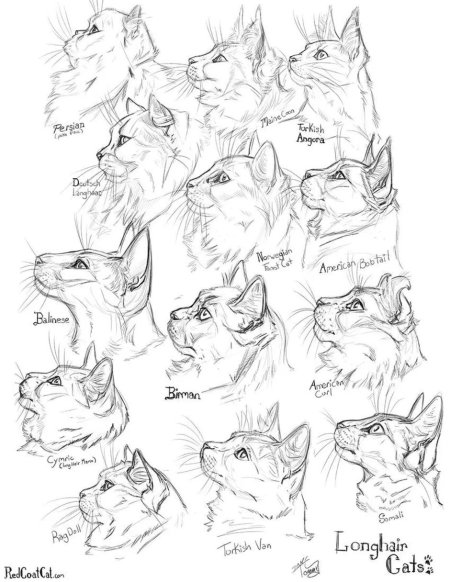 Коты Воители референс