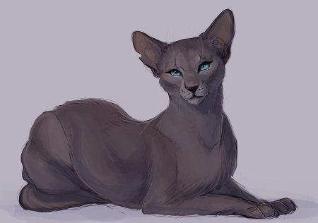 Коты Воители синяя звезда референс