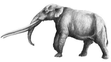 Овернский мастодонт ананкус