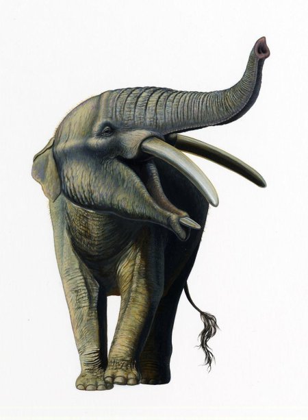 Мастодонт гомфотерий