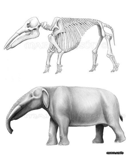 Платибелодон гомфотерий