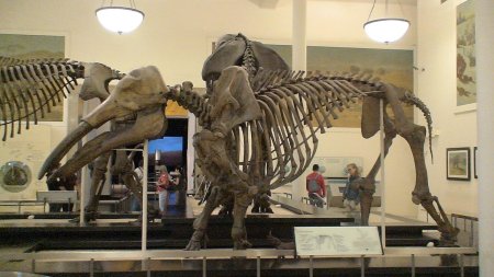 Мастодонт гомфотерий