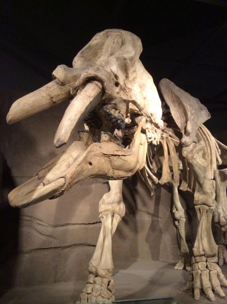 Платибелодон гомфотерий