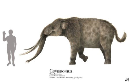 Кювьерониус вымершие хоботные