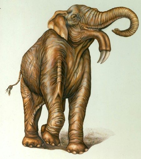 Мастодонт гомфотерий