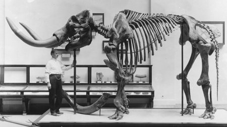 Скелет мастодонта