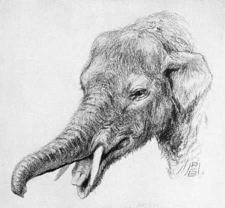 Мастодонт гомфотерий