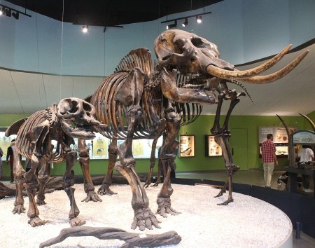 La Brea tar Pits