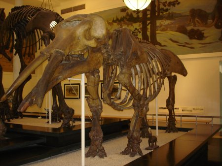 Платибелодон гомфотерий